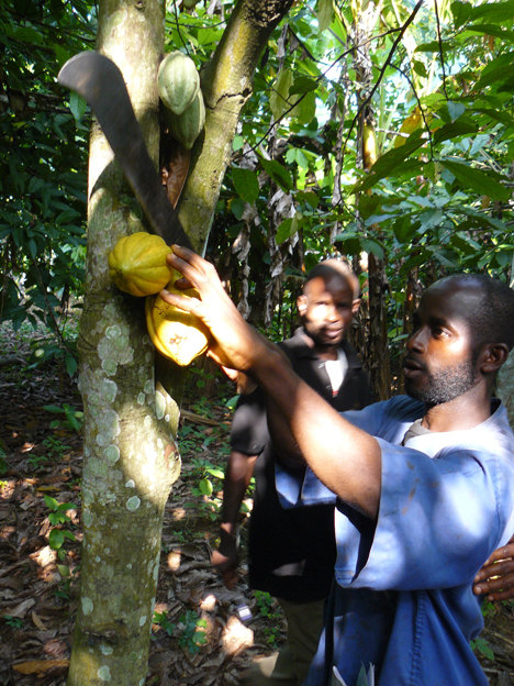 Harvesting Cocoa by Emma Tagg of Thorntons