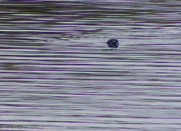 shetland-seal