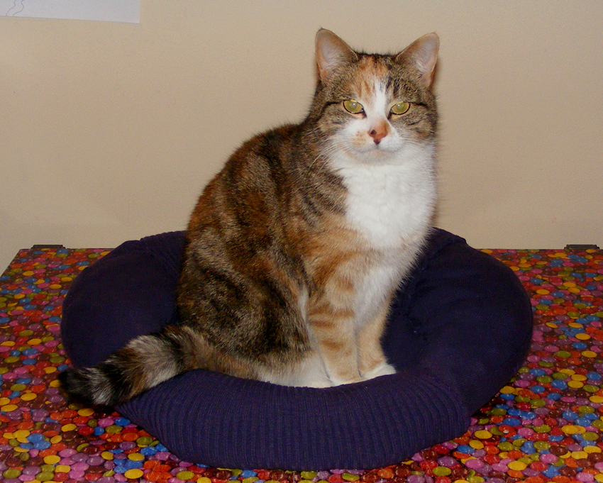 orphan kitten sweater pattern