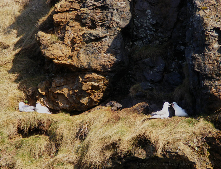 fulmars