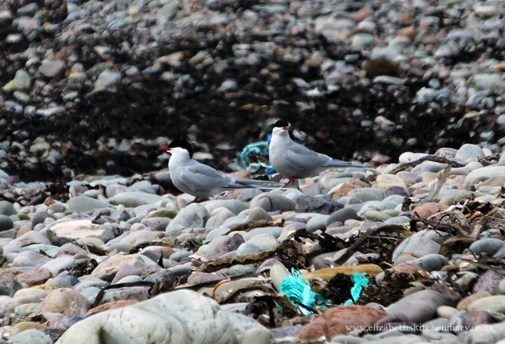 arctic terns in Shetland