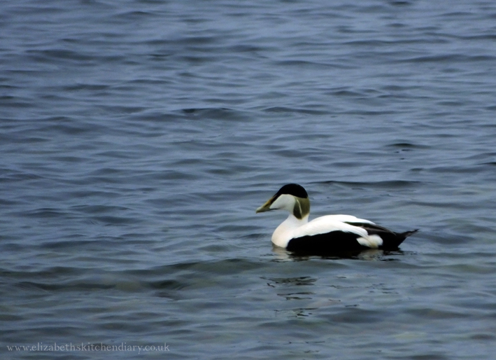 Male Eider Duck in Shetland