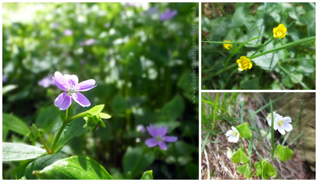 Kergord Wildflowers