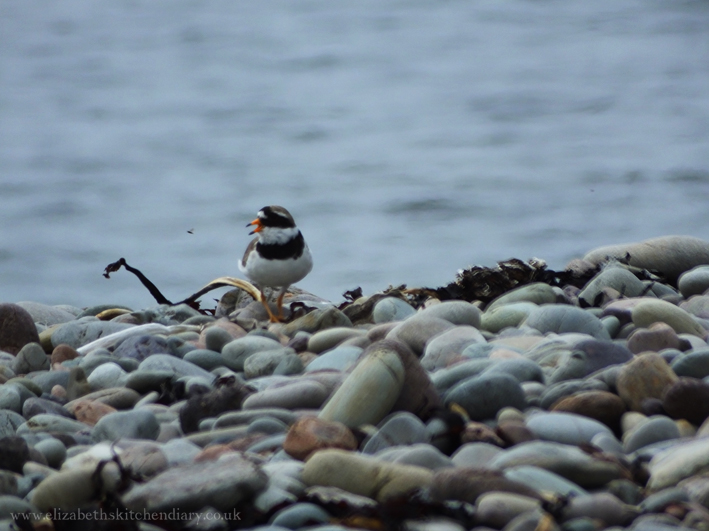 ringed plover in Shetland