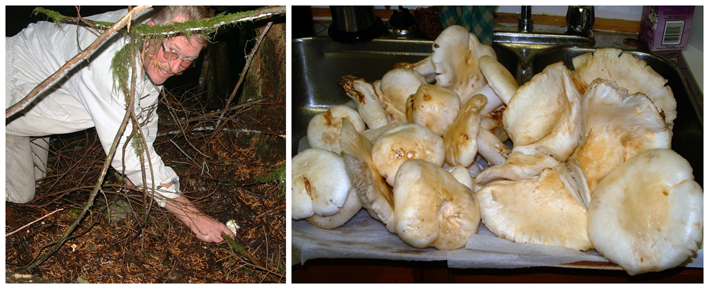 Harvesting Pine Mushrooms in British Columbia, Canada