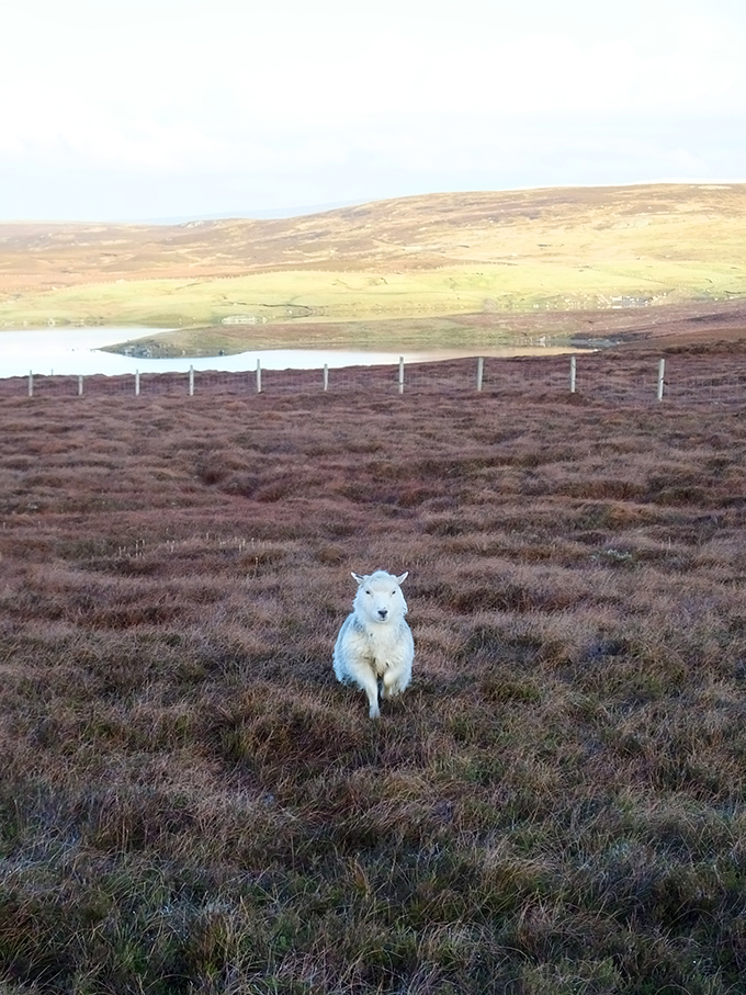 Shetland sheep