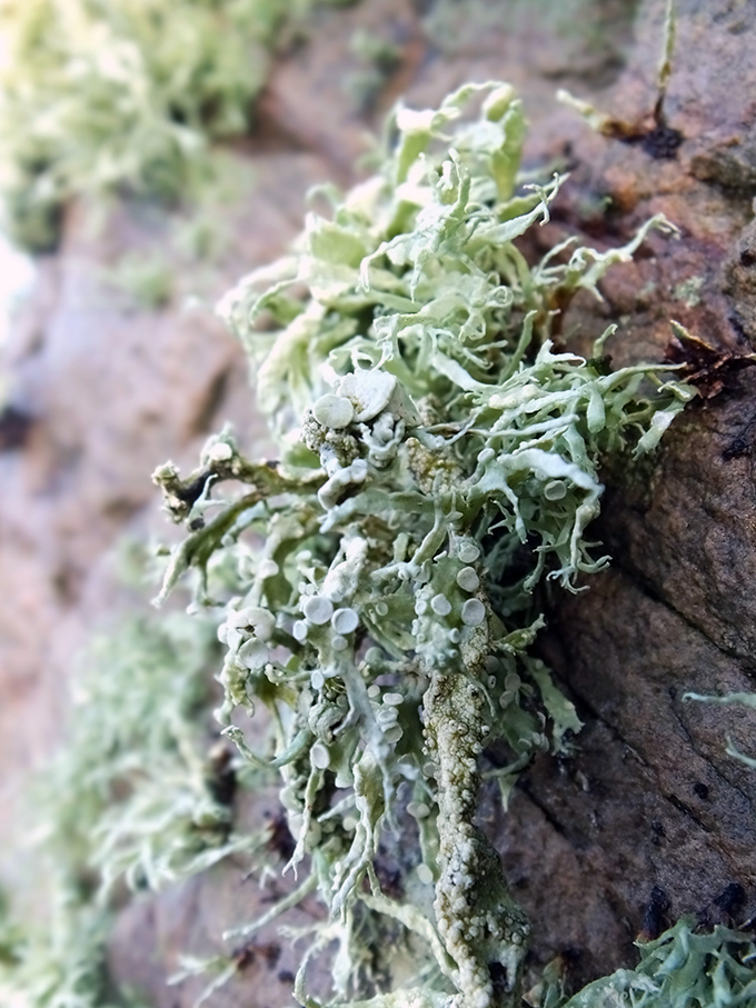 Gravlaba lichen