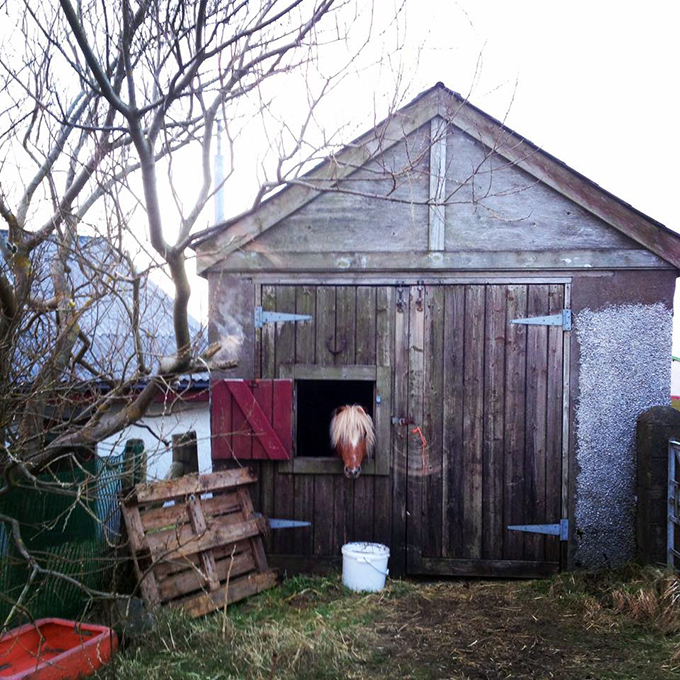 Shetland pony