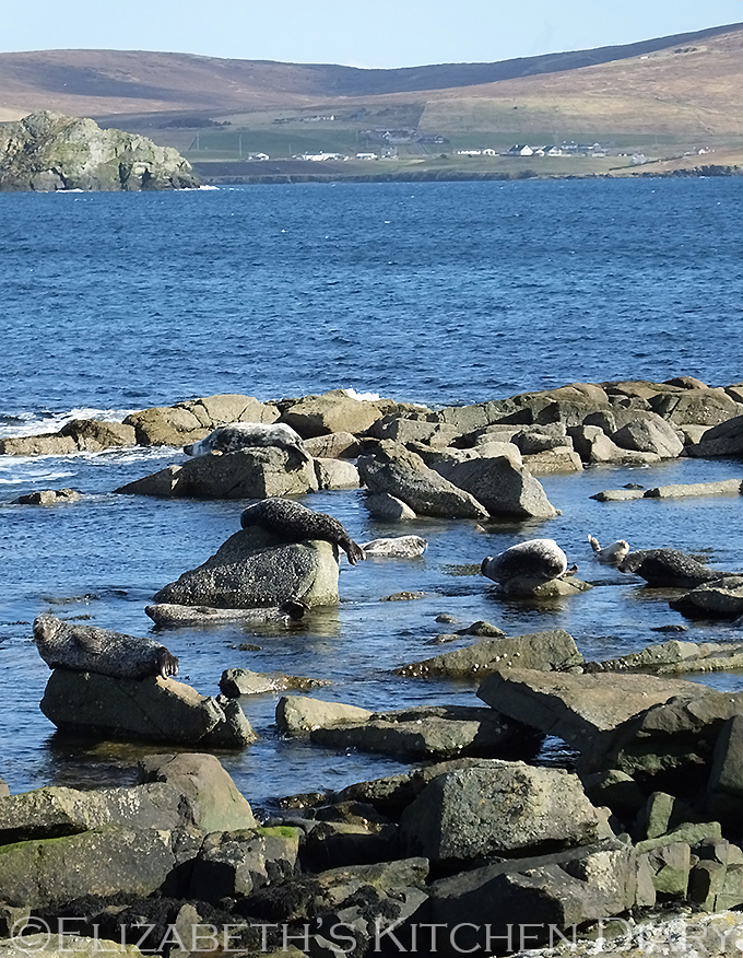 Seals outside Fjara, Shetland