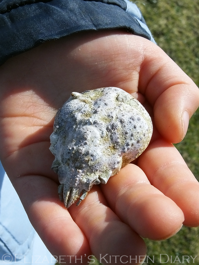 Crab shell
