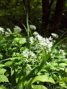 Wild Garlic in Scotland