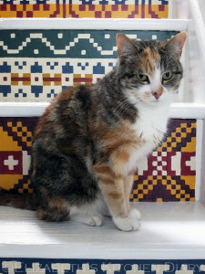 Fair Isle Stairs cat