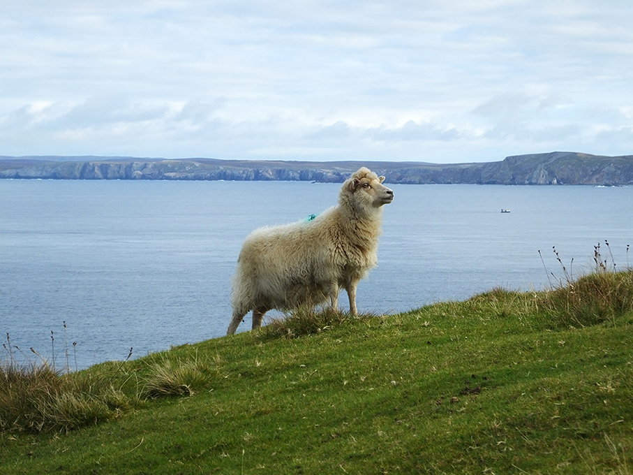 Shetland Ewe