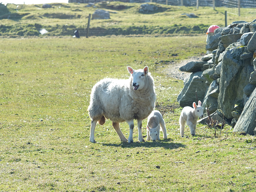 Shetland lambs