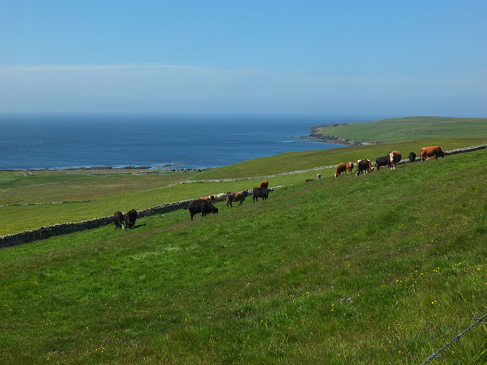Orkney cows