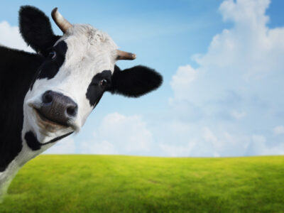 Funny Cow Face Copyright: Dudarev Mikhail via Shutterstock