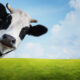 Funny Cow Face Copyright: Dudarev Mikhail via Shutterstock