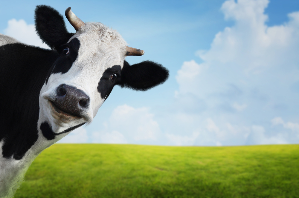 Funny Cow Face Copyright: Dudarev Mikhail via Shutterstock