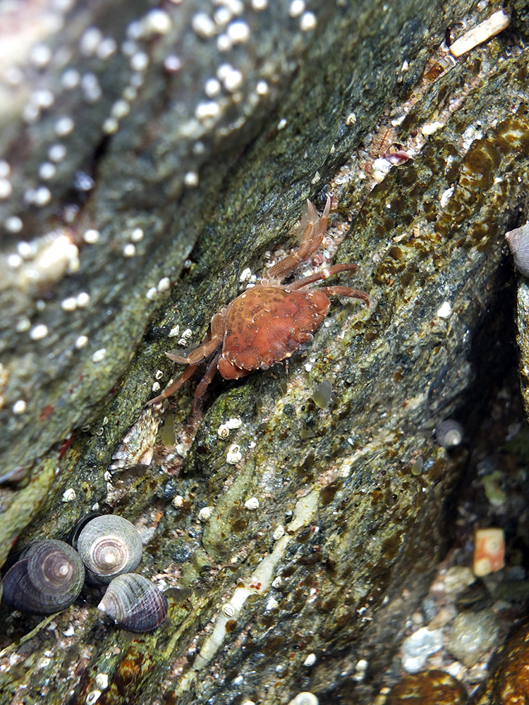 Shetland Crab Rockpool