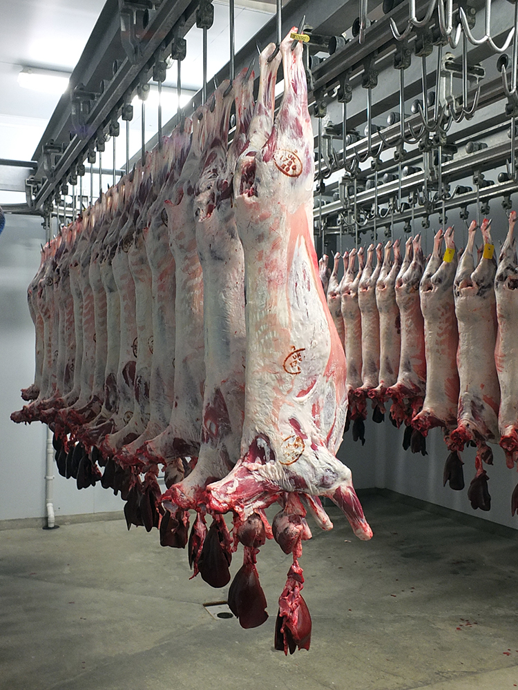 Lamb Hanging in Abattoir, Shetland Islands