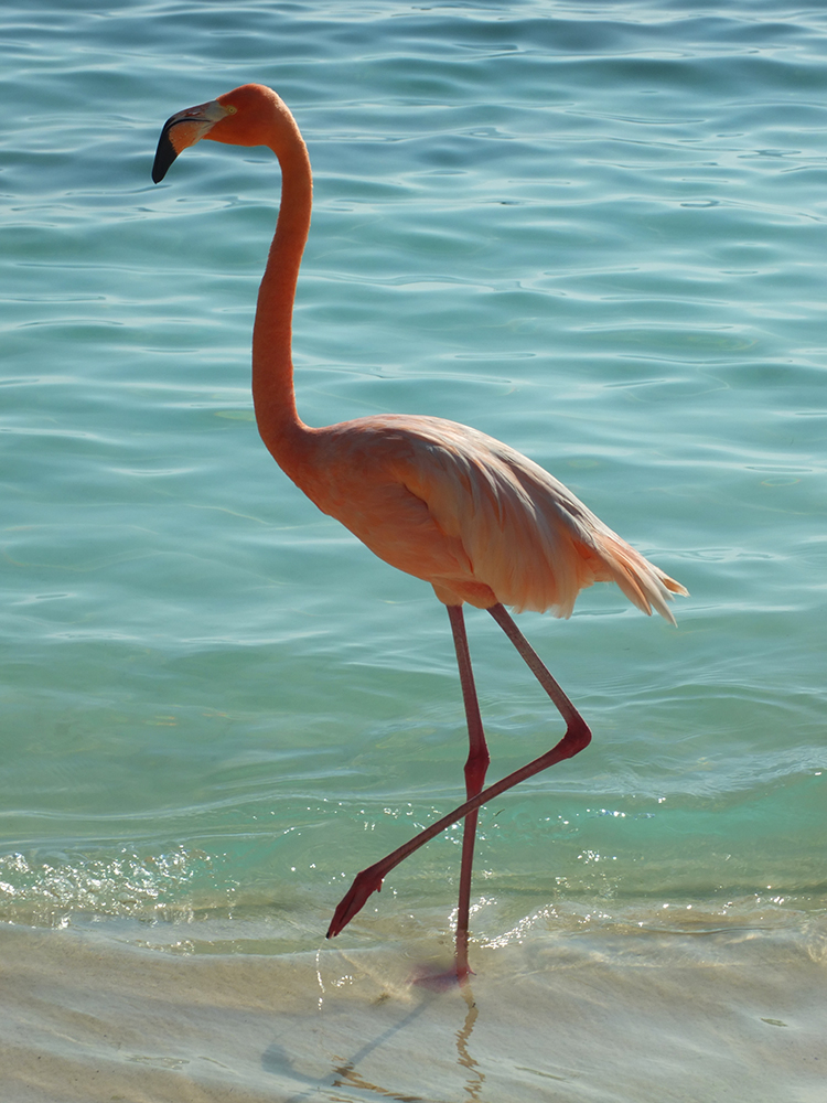 How to Visit the Flamingos in Aruba