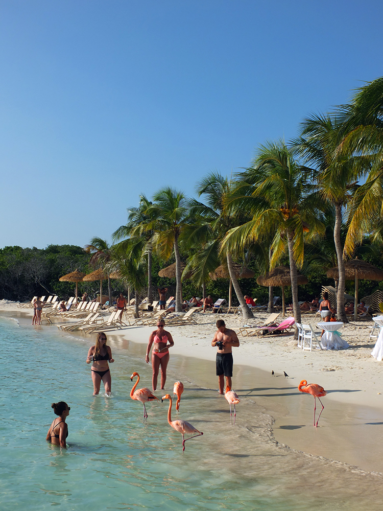 Flamingo Beach Aruba