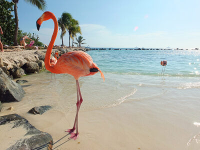 How to Visit the Flamingos in Aruba