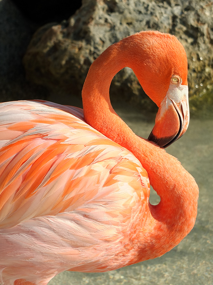 How to Visit Flamingos in Aruba