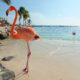 How to Visit the Flamingos in Aruba