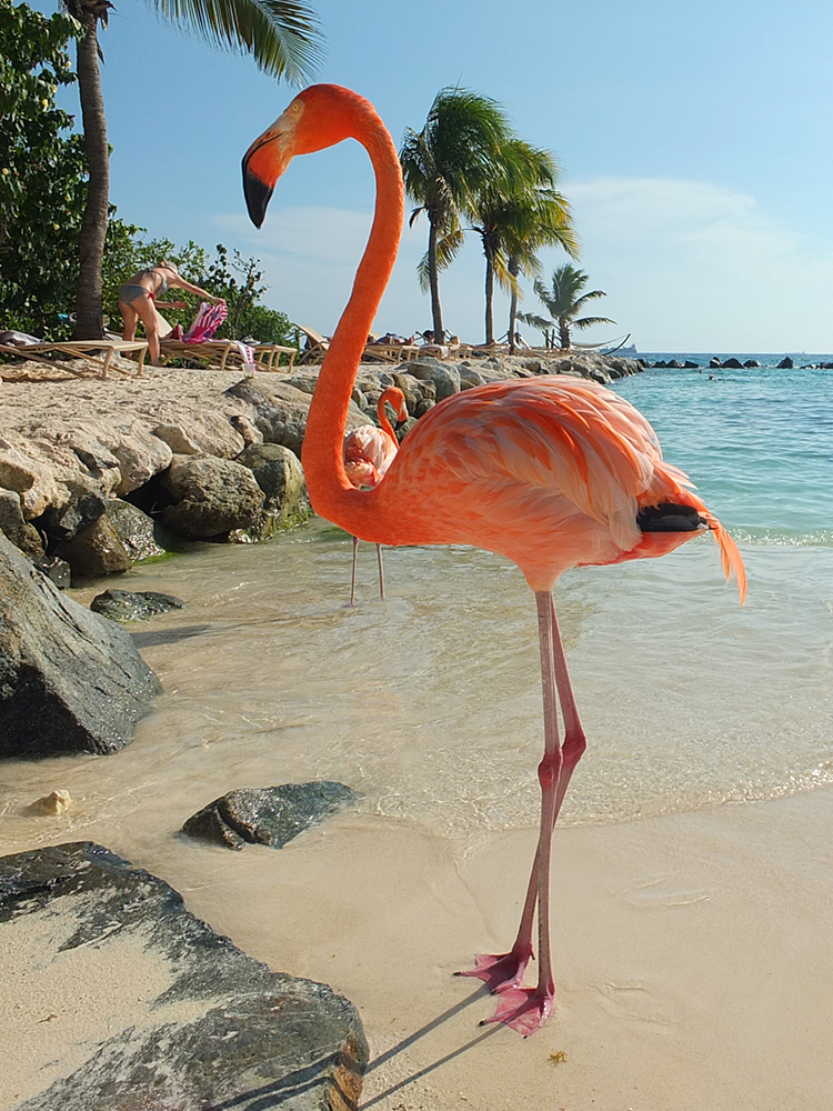 How to Visit the Flamingos in Aruba 
