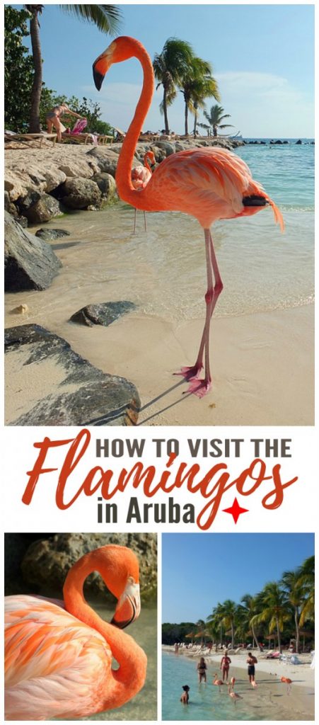 How to Visit the Flamingos in Aruba 