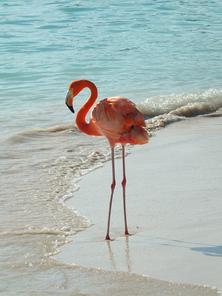 How to Visit the Flamingos in Aruba