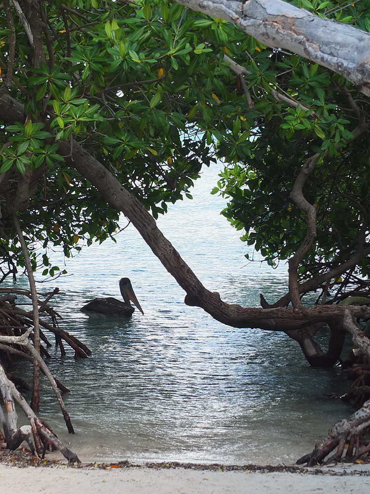 Pelican at Mangel Halto Beach Mangrove Aruba