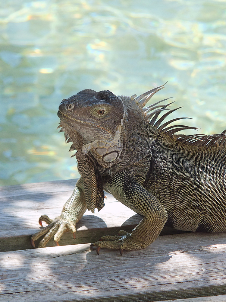 Renaissance Aruba Beach Resort Iguana Island