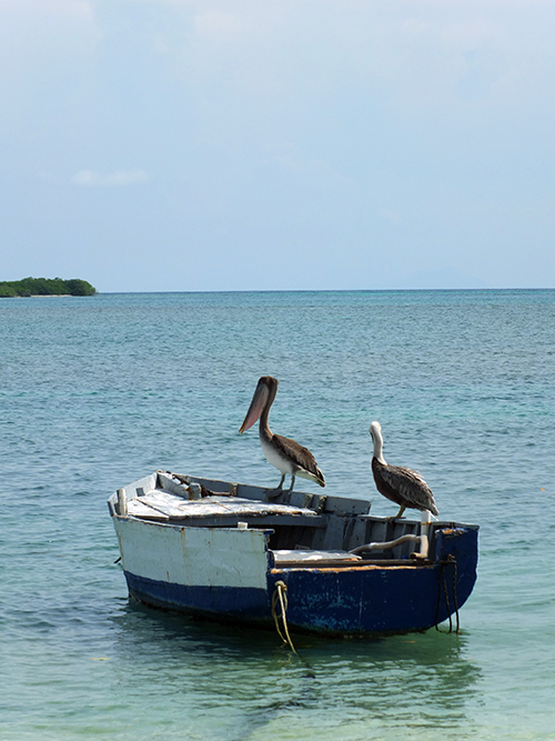 Pelicans in Aruba