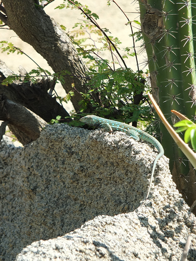 Aruban Whiptail Lizard