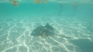 Swimming with Stingrays in Grand Cayman