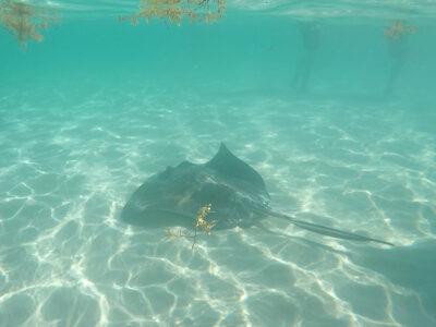 Swimming with Stingrays in Grand Cayman