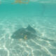 Swimming with Stingrays in Grand Cayman