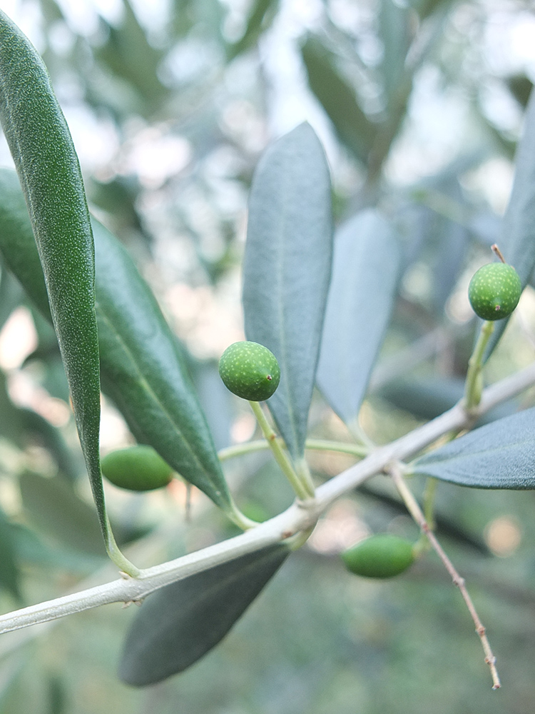 Olive Grove in Arco Italy