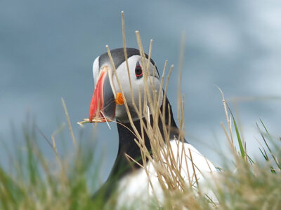 Puffins in Sumburgh, Shetland