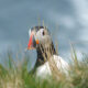 Puffins in Sumburgh, Shetland