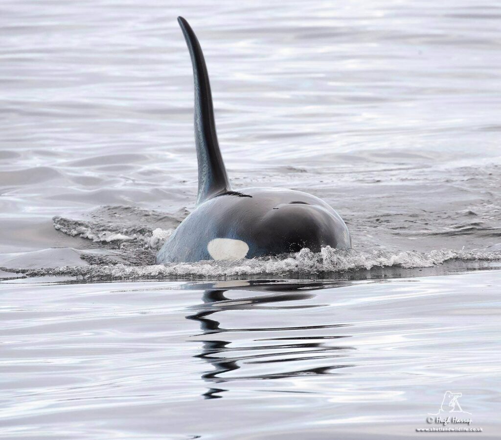 Image by of Orcas in Shetland - photo by Hugh Harrop / Shetland Wildlife.