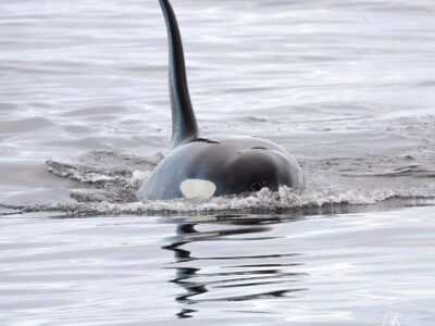 Image by of Orcas in Shetland - photo by Hugh Harrop / Shetland Wildlife.