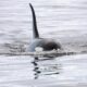 Image by of Orcas in Shetland - photo by Hugh Harrop / Shetland Wildlife.