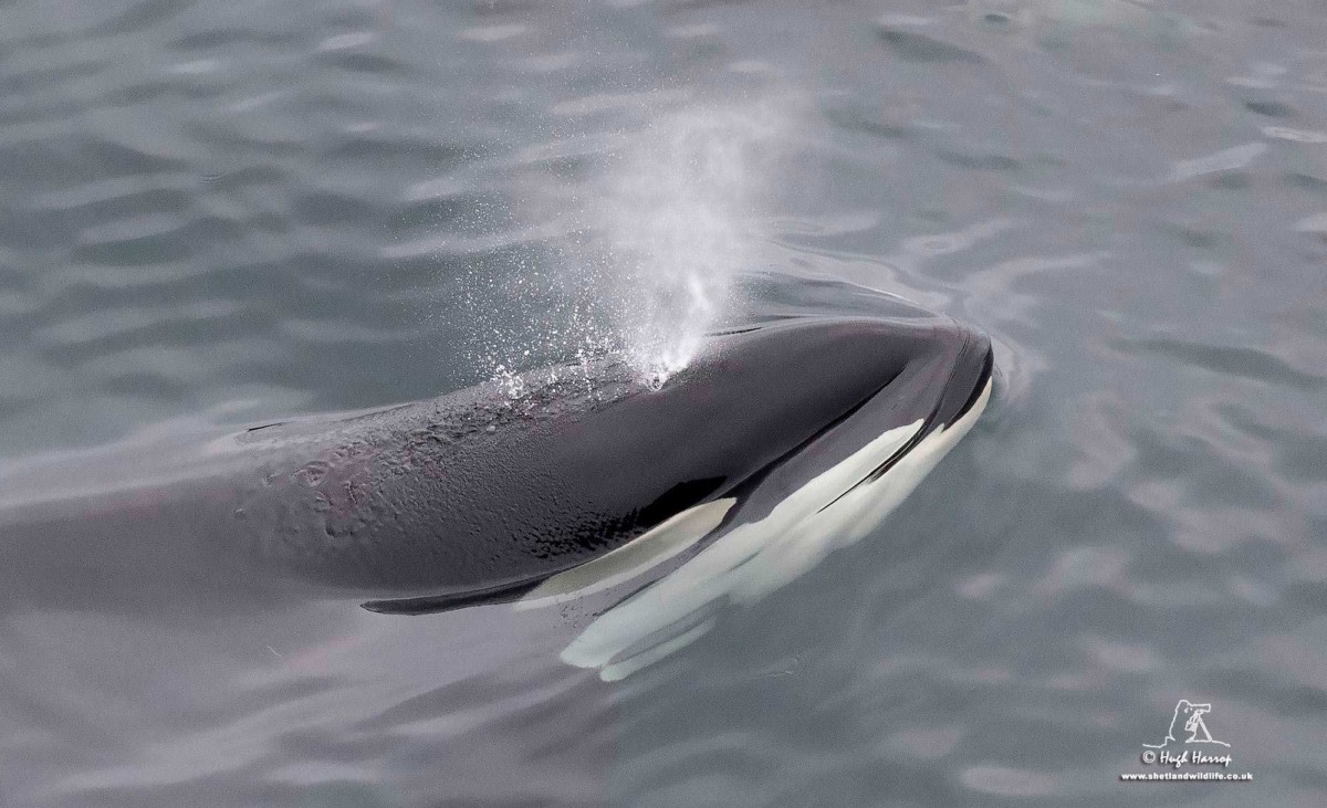 Orcas in Shetland - photo by Hugh Harrop / Shetland Wildlife
