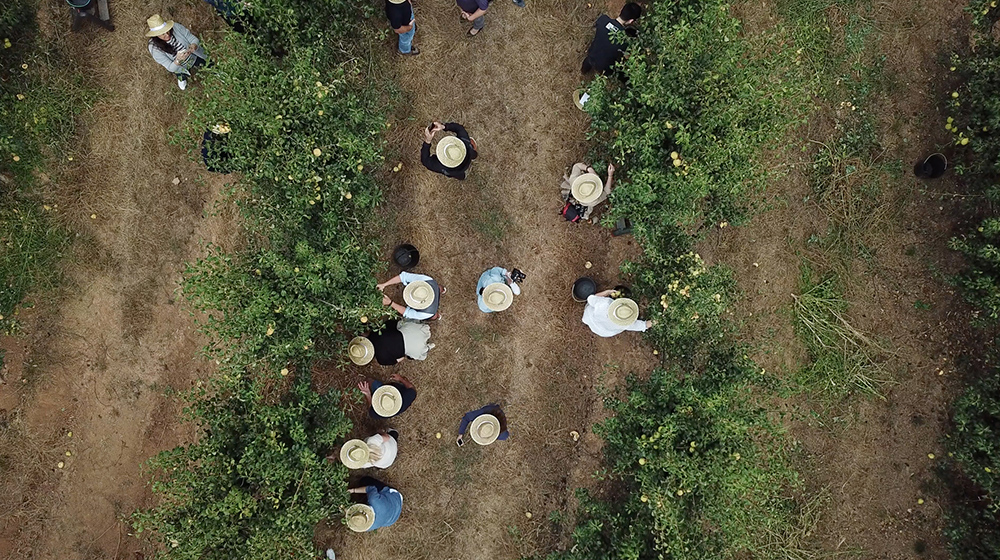 Rocha Pear Harvest 