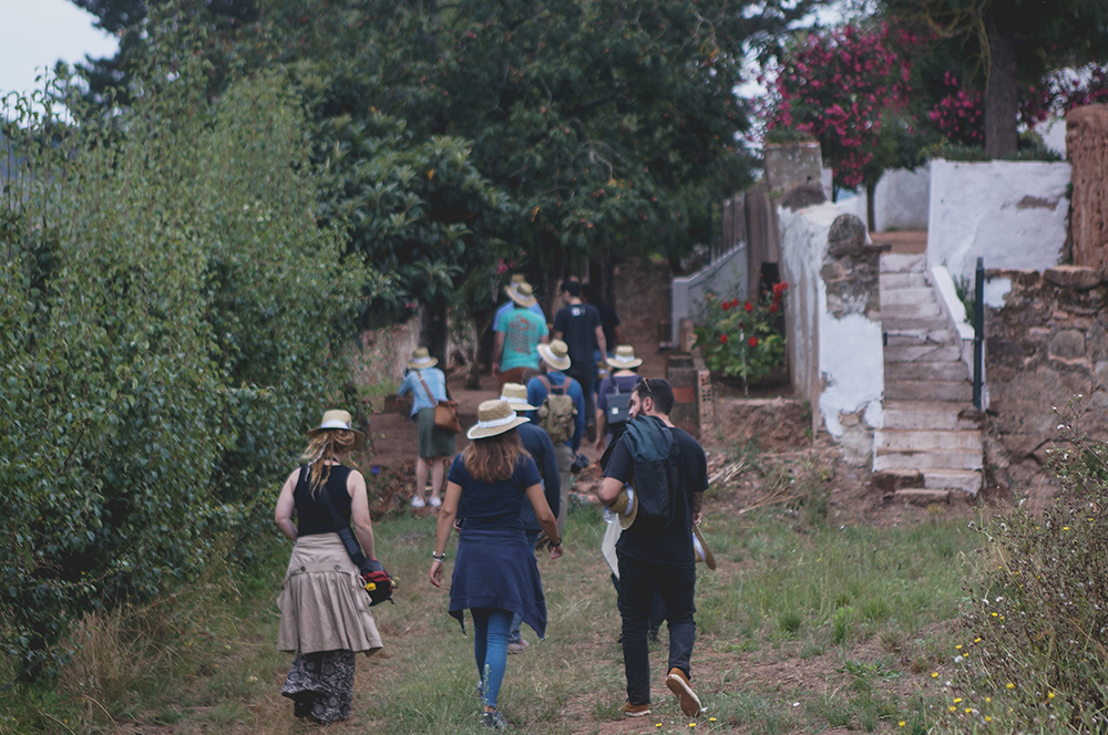 Rocha Pear Harvest 