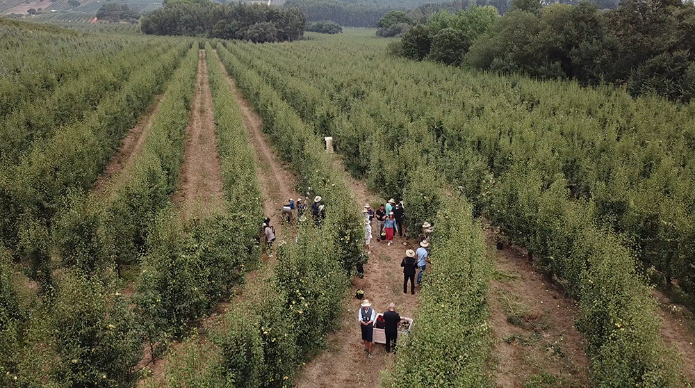 Rocha Pear Harvest September 2018