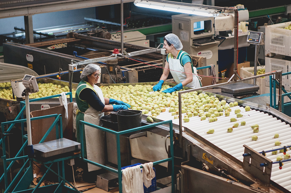 Rocha Pear Processing Unit Granfer Obidos